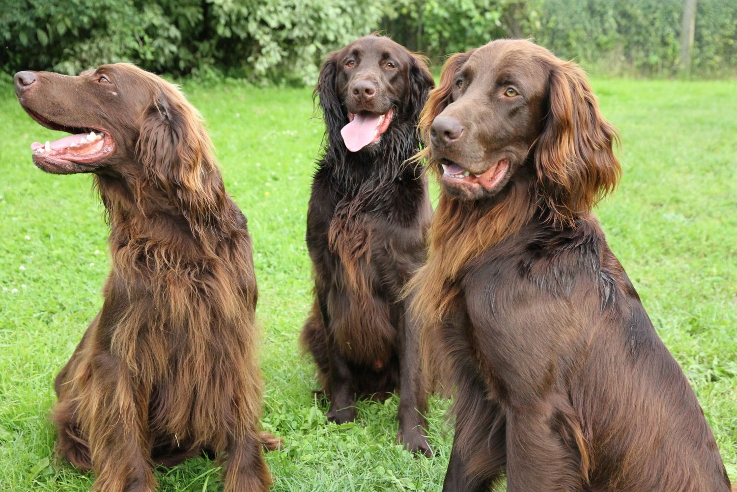 German Longhaired Pointer