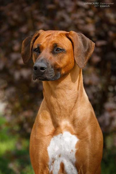 Jelany Red Lisaveta | Rhodesian Ridgeback 