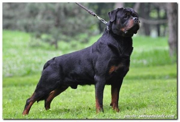 gizo vom grossen | Rottweiler 