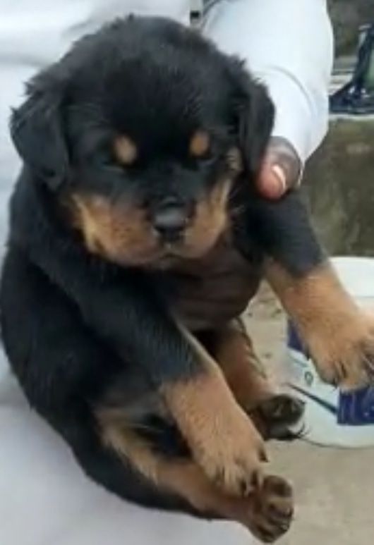 Amber Vom JSD | Rottweiler 