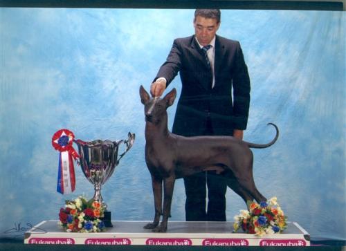 Coriso Caliente Mex.FCI | Xoloitzcuintli 