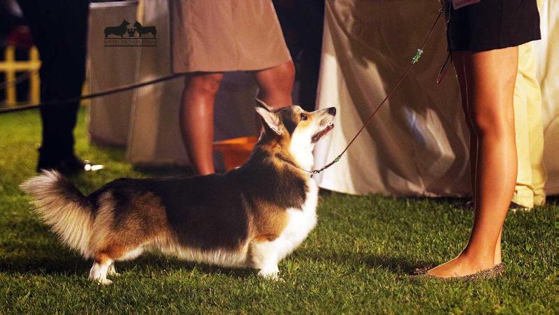 Heartbreaker Typoeth Valhalos Sargas | Pembroke Welsh Corgi 