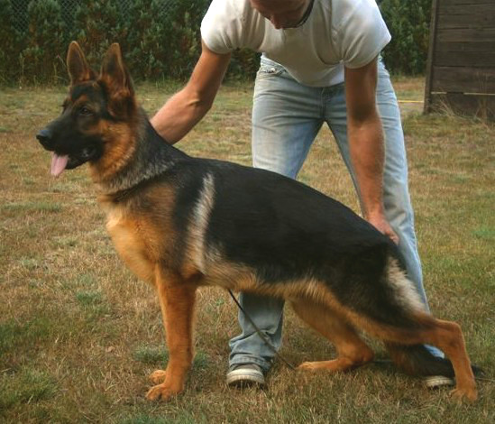 Estor vom Frankengold | German Shepherd Dog 