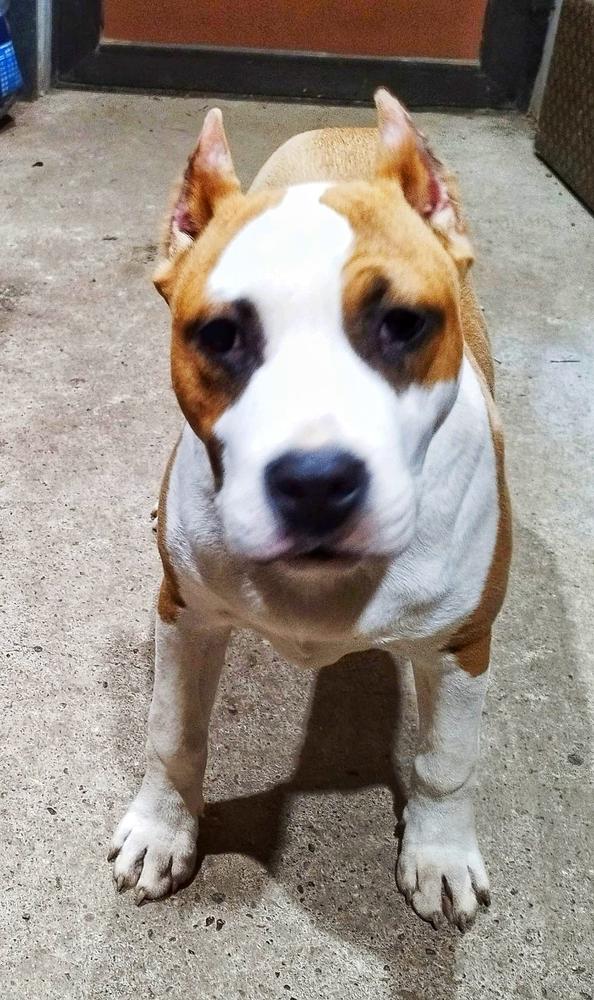 MysticStaff BOB ROCK | American Staffordshire Terrier 