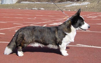 Newcard's Jack Pot | Cardigan Welsh Corgi 