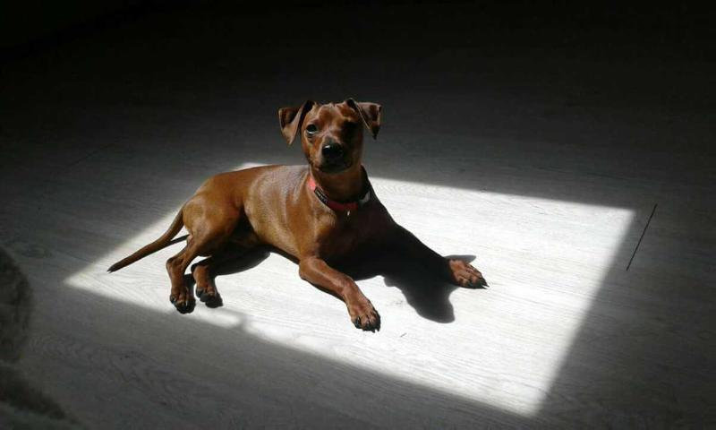 Mordorthe Baron | Miniature Pinscher 