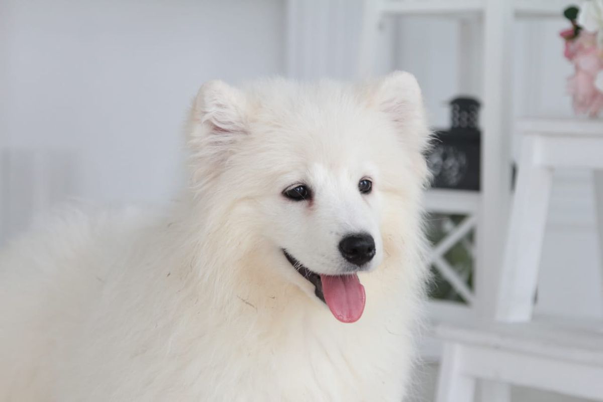 Serebryanaya Skazka Demetra | Samoyed 