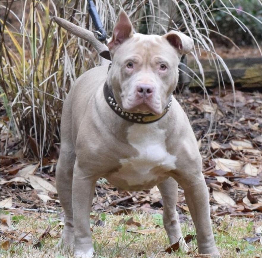 GIN &amp; JUICE'S INDI | American Pit Bull Terrier 