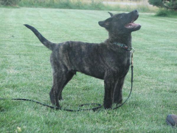 Primo de las Flores | Dutch Shepherd 