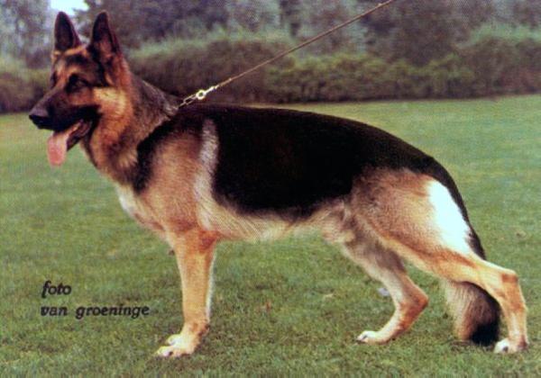 Zorro van de Molenakker | German Shepherd Dog 