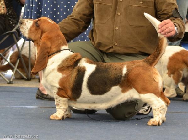 Nora Lady Barnett's | Basset Hound 