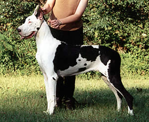 BMW LR Maid Of Sugar Daneboa | Great Dane 