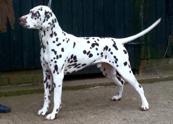 Olbero Owtkachit | Dalmatian 