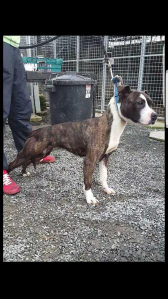 Milcorfts Nova | Staffordshire Bull Terrier 