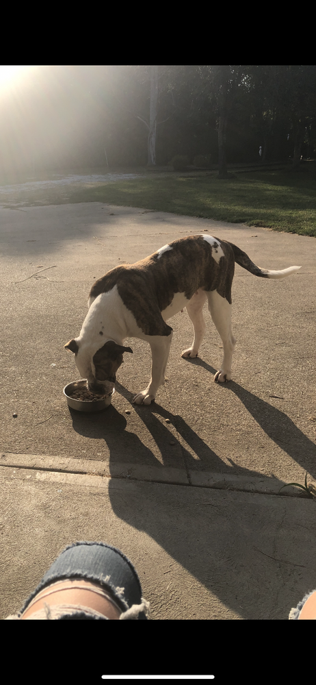 Eugenics’ Ruthless Millie | American Bulldog 