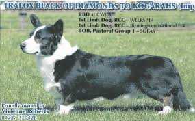 Trafox Black Of Diamonds to Kogarahs | Cardigan Welsh Corgi 