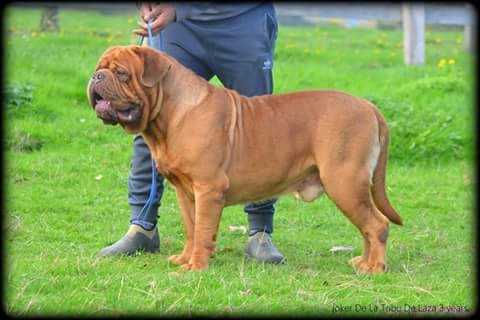 JOKER DE LA TRIBU DE LAZA | Dogue de Bordeaux 