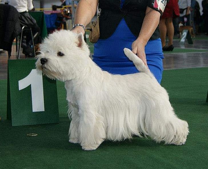 Gajusz Juliusz Cesar from Vixan | West Highland White Terrier 