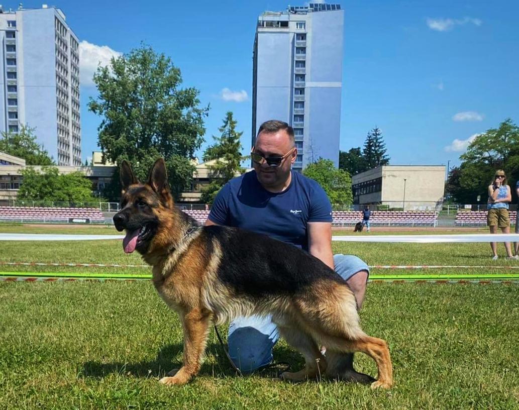 Dexx vom Waldfurter-Wald | German Shepherd Dog 