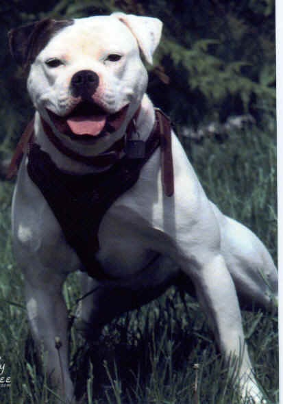 Imperial Sheba girl of Joshua | American Bulldog 