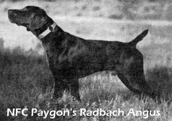 PAYGON RADBACH ANGUS | German Shorthaired Pointer 