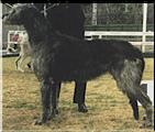 Tirowen Carillon | Irish Wolfhound 