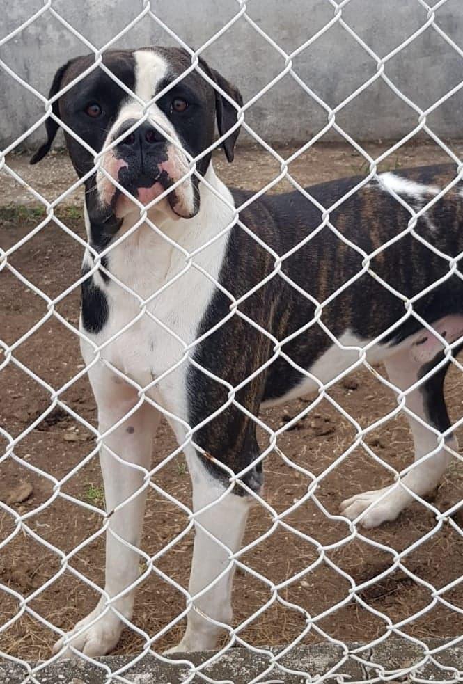 Rich Luko's Black Rhino | American Bulldog 