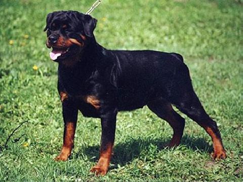 Nekar Neima | Rottweiler 