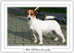 Afia Polanecke Svany | Jack Russell Terrier 