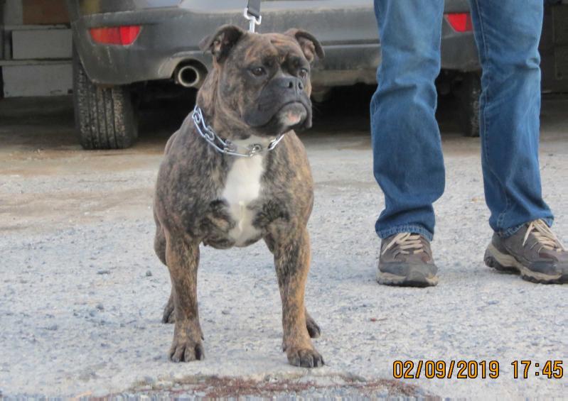 Nuyorican Bulldogges Mama Lissoni | Olde English Bulldogge 