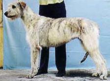 Irvavagyon Tinti | Irish Wolfhound 