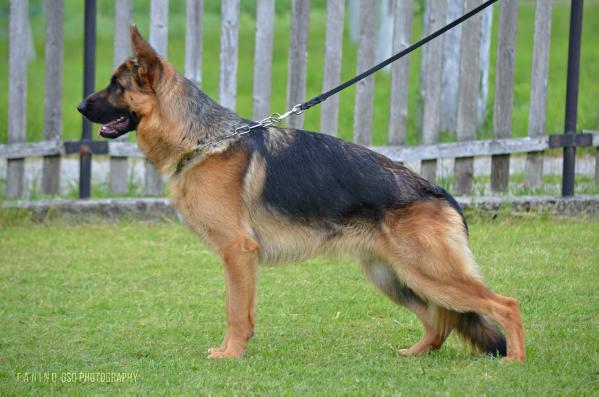 Herus vom Fanino | German Shepherd Dog 