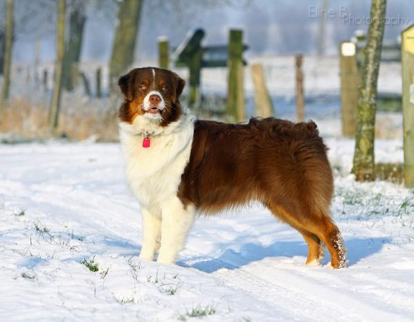 Amigo labakan Slovakia | Australian Shepherd 