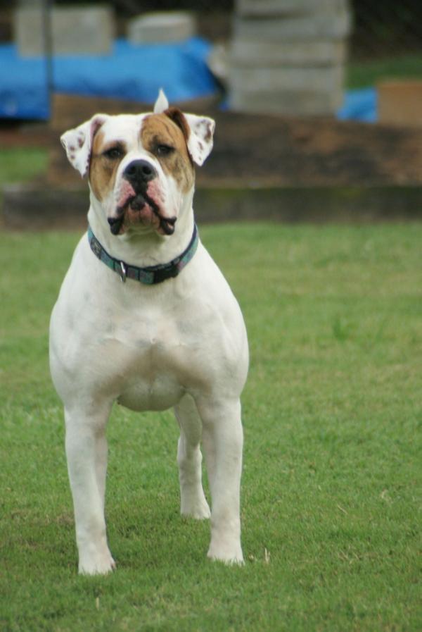 Blevins Victorious "Tori" | American Bulldog 