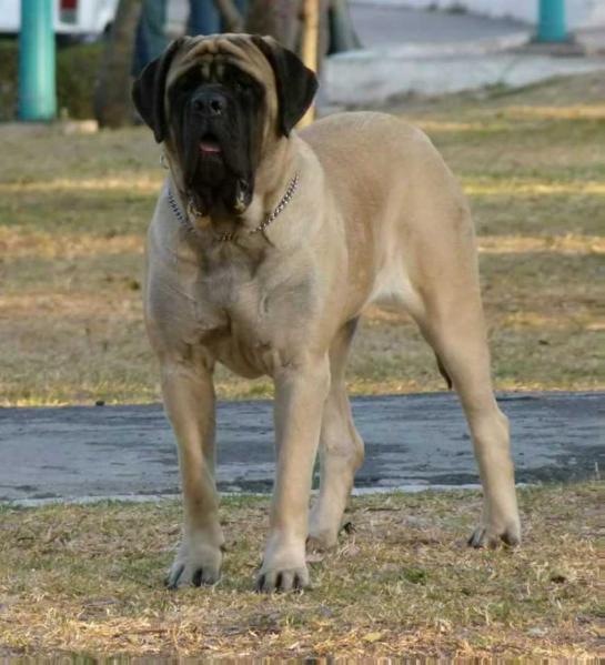 CLIO (GUTIERREZ) | Mastiff 