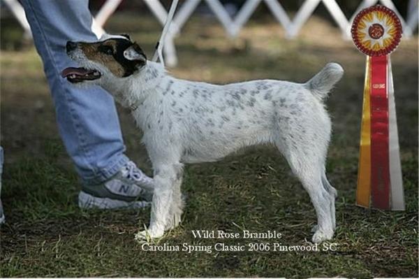 Wild Rose Bramble | Jack Russell Terrier 