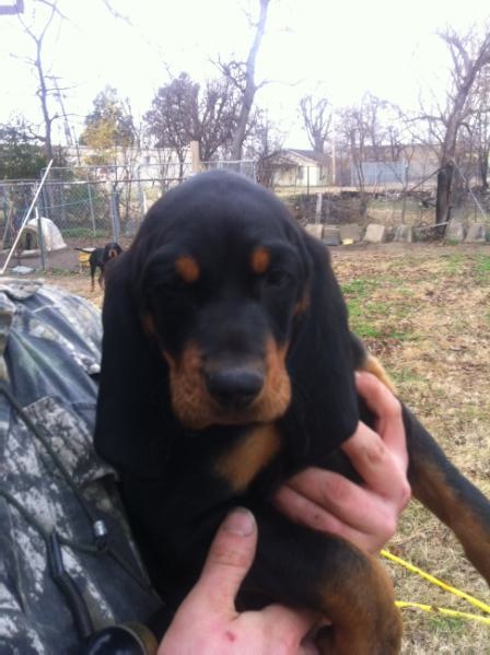 St. Francis river briar | Black and Tan Coonhound 