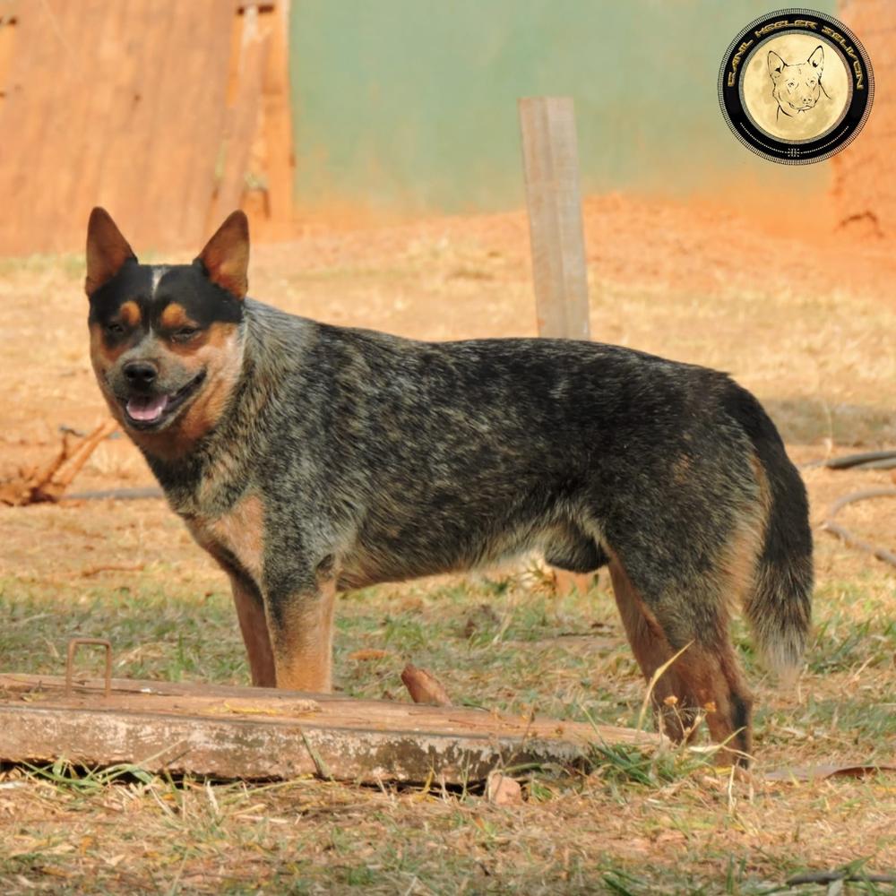 QUALITY HEELER'S PACCO II | Australian Cattle Dog 