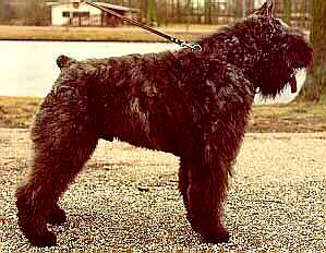 Spinks Centy v.d. Overstort | Bouvier des Flandres 