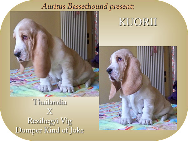 Auritus Kuorii | Basset Hound 