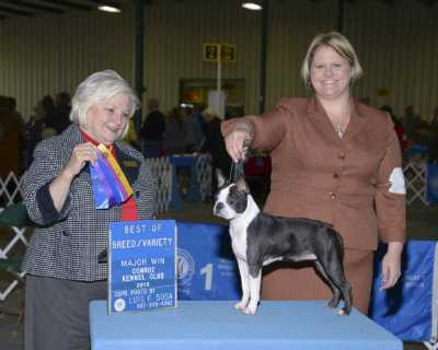 Hilltop's Groovy Kind Of Love | Boston Terrier 