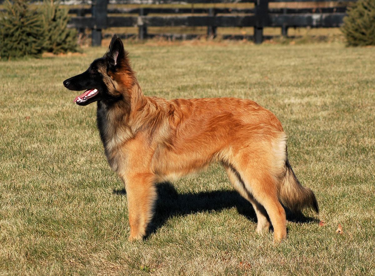 CoKo's Season of the Machete | Belgian Tervuren 