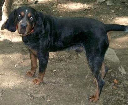 Snowy River Ol Blue Preacher | Bluetick Coonhound 