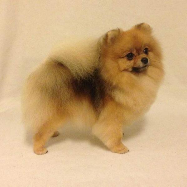 Spicy Red Bubble av Machiggian | Pomeranian 