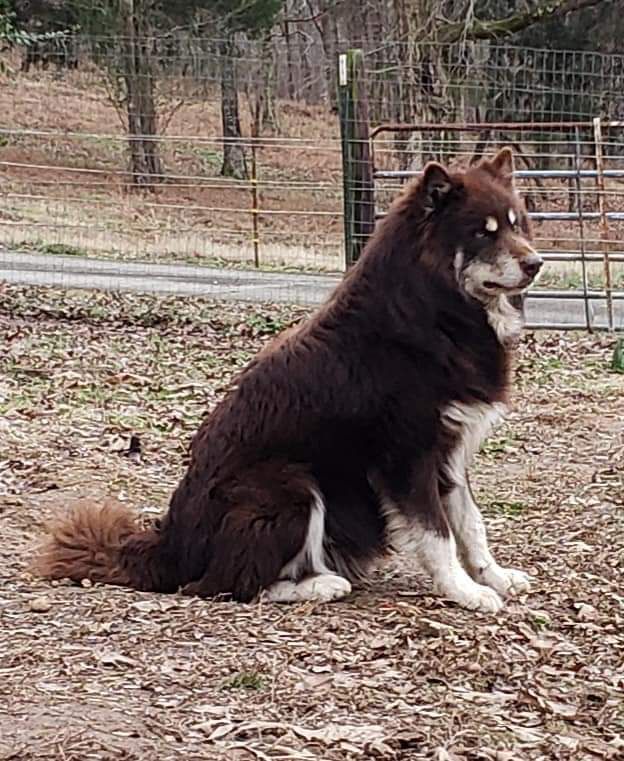 Silver Moons Red Velvet Meko | Alaskan Malamute 