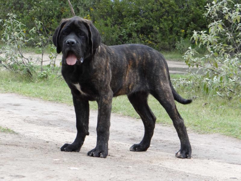 FAUSTO A.K.A MBAPPE (SEGURA) | Mastiff 