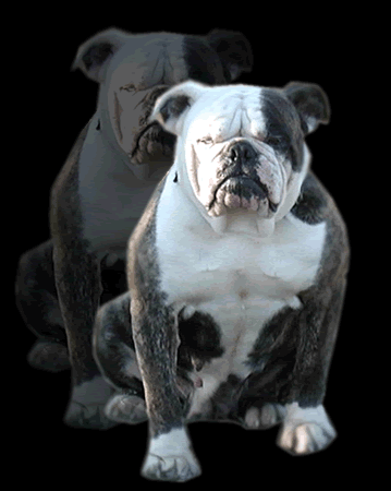 Manstopper's Bulldoozy | American Bulldog 