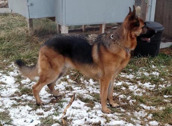 Kingsley Von Majic Forest | German Shepherd Dog 