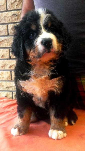 Barinja Starzhy | Bernese Mountain Dog 