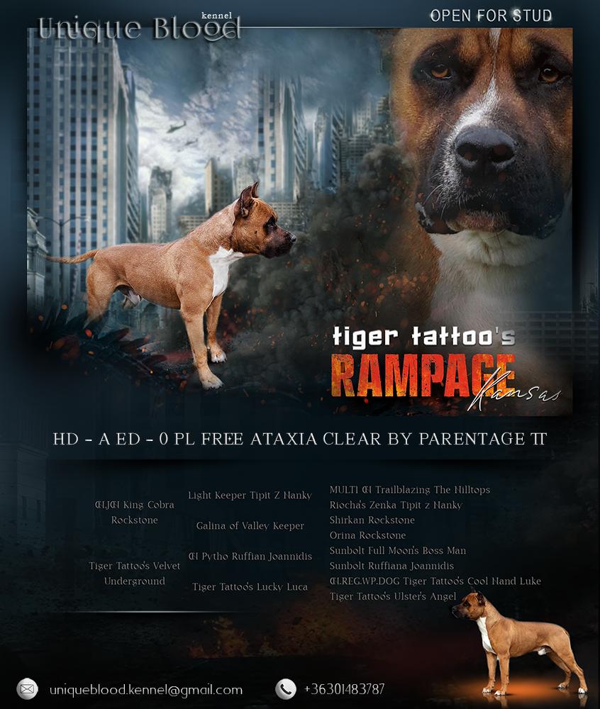 Tiger Tattoo's Rampage Kansas | American Staffordshire Terrier 